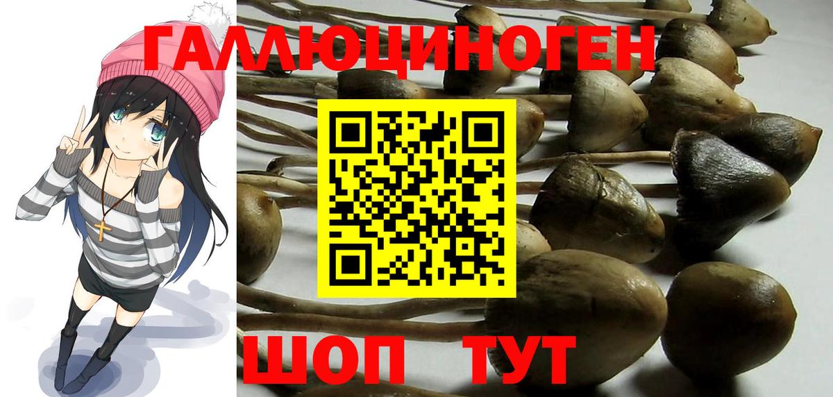Псилоцибиновые грибы Psilocybine cubensis Зеленокумск